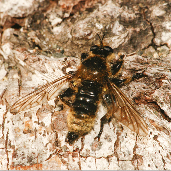 Photo of Laphria columbica by Libby & Rick Avis
